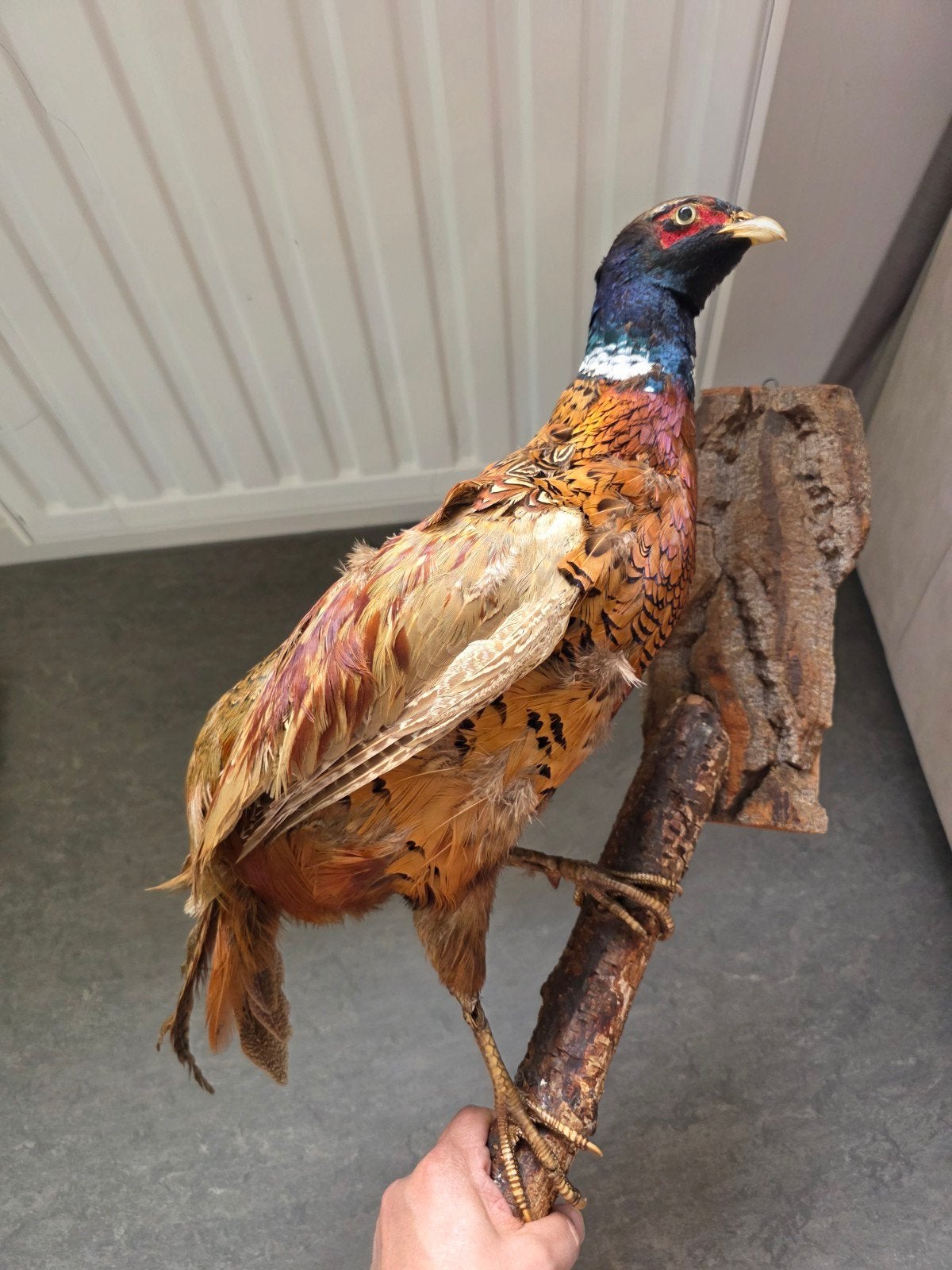 taxidermi  item, Dieren en Toebehoren
