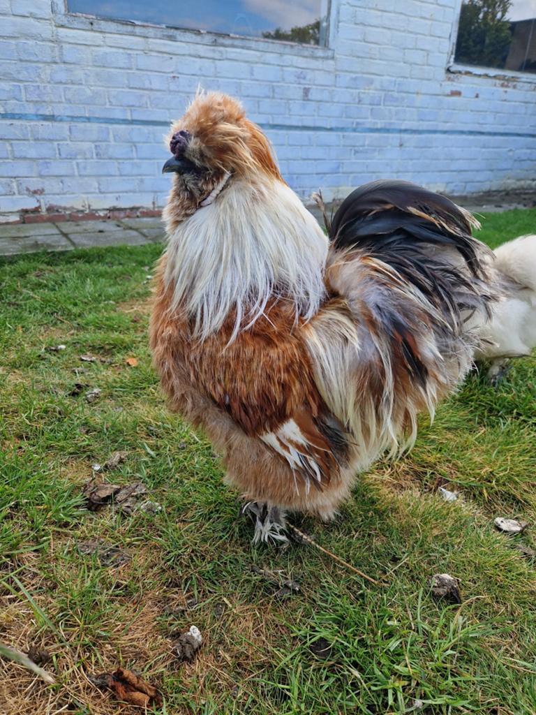 Zijdehoen haan, Mâle, Poule ou poulet