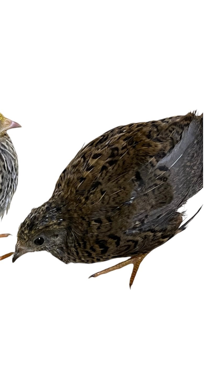 Chinese dwergkwartel hen, Dieren en Toebehoren