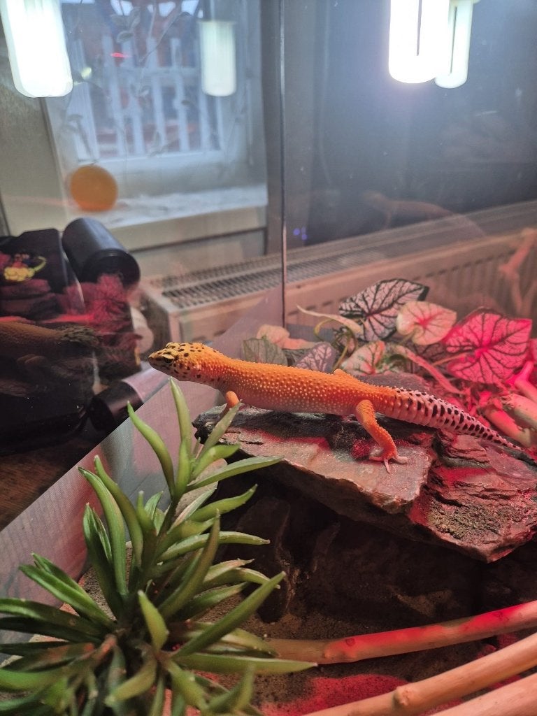 Gekko, Dieren en Toebehoren, Reptielen en Amfibieën, Overige soorten, Met terrarium, 0 tot 2 jaar