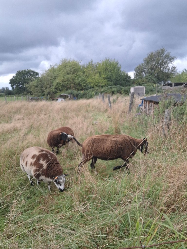 Zwartblesooi, Animaux & Accessoires