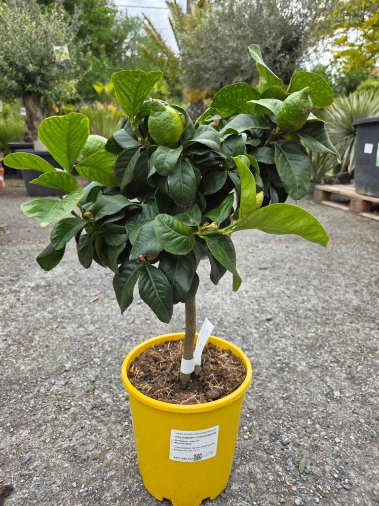 Citrus citroen 4 seizoenen, Enlèvement
