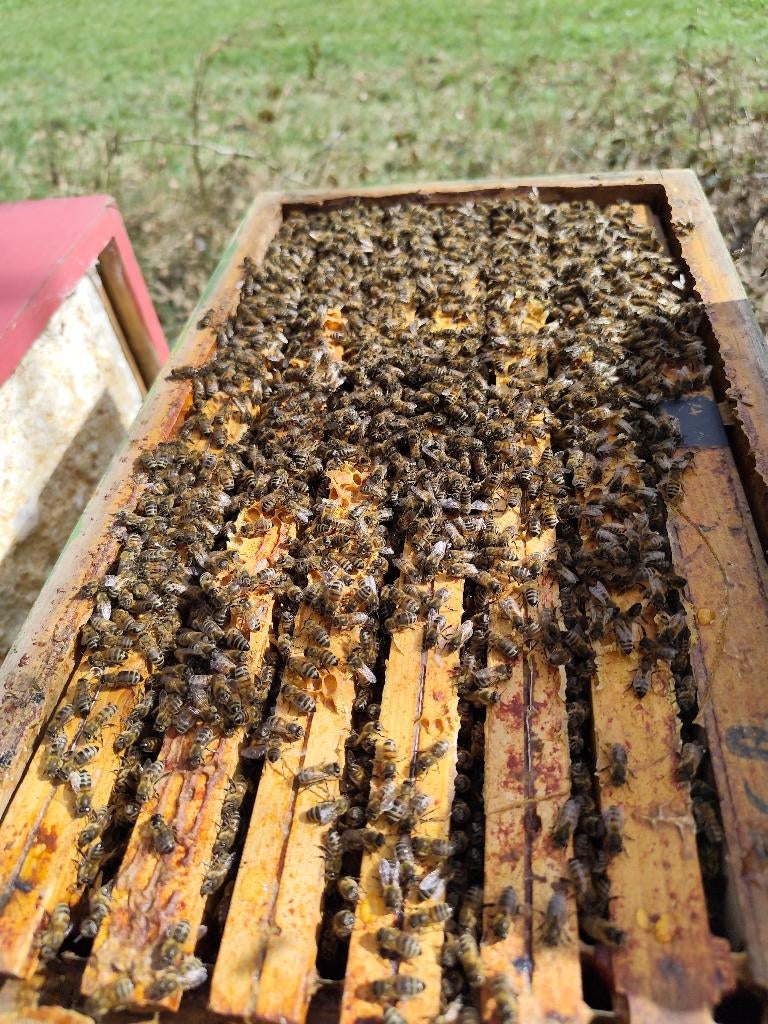 essaim d'abeilles Buckfast, Enlèvement