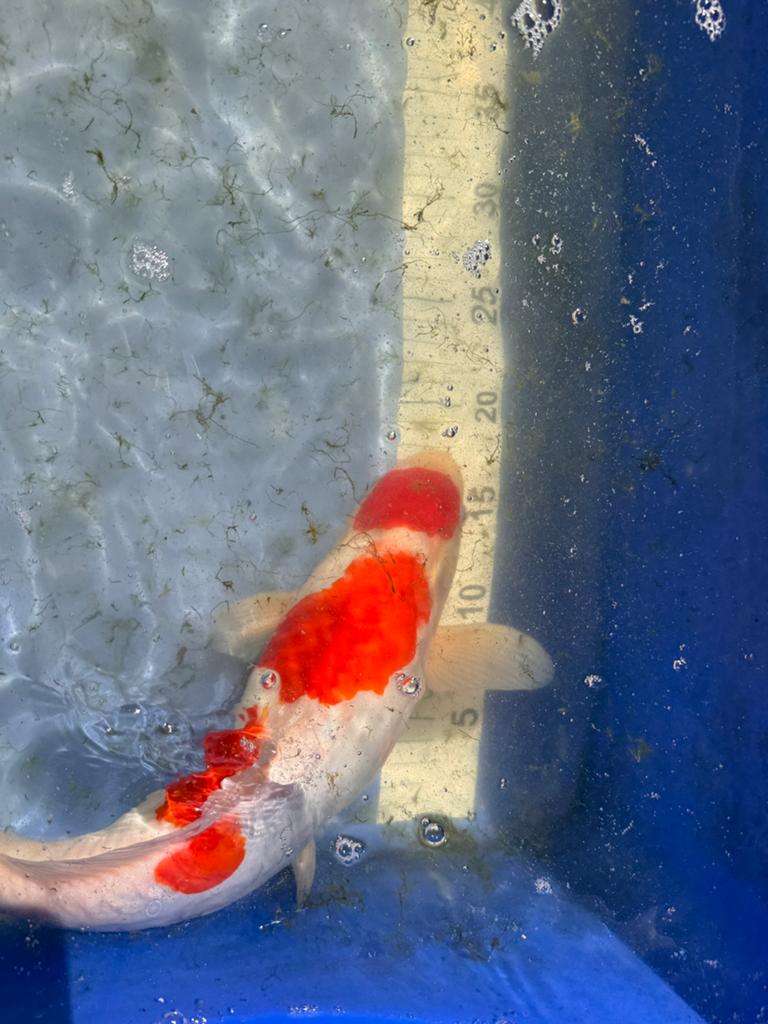 Doitsu tancho kohaku, Dieren en Toebehoren, Vissen | Vijvervissen, Karper of Koi