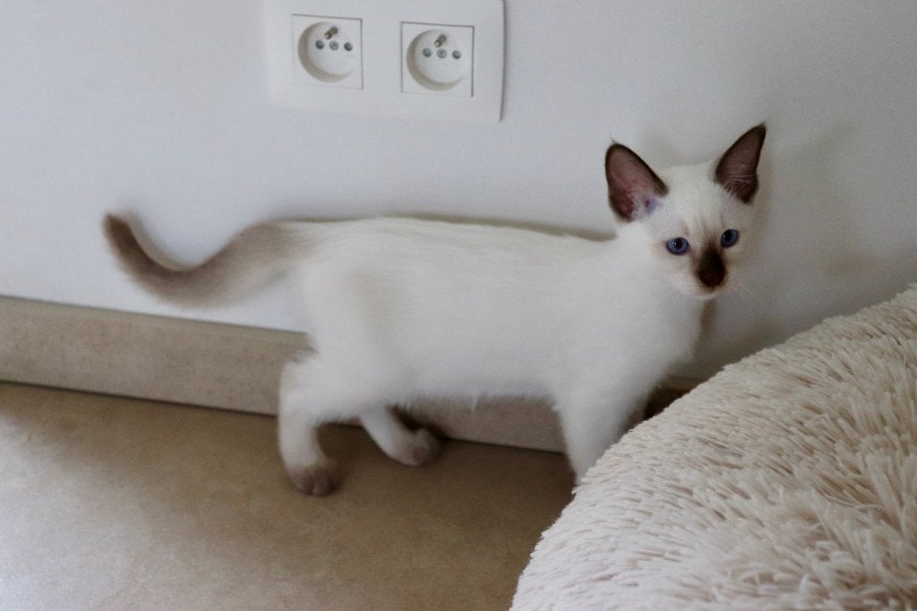 Prachtige siamese thai kittens met stamboom, Dieren en Toebehoren, Poes, Met stamboom, 0 tot 2 jaar