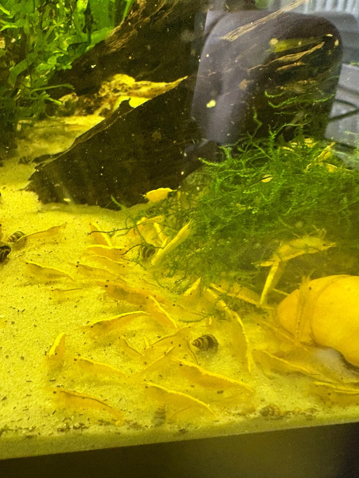 Gele garnalen, Dieren en Toebehoren, Vissen | Aquariumvissen