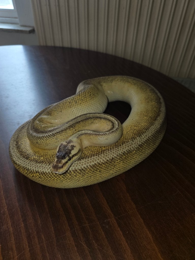 Ball python super pastel stripe, Dieren en Toebehoren, Slang, 0 tot 2 jaar