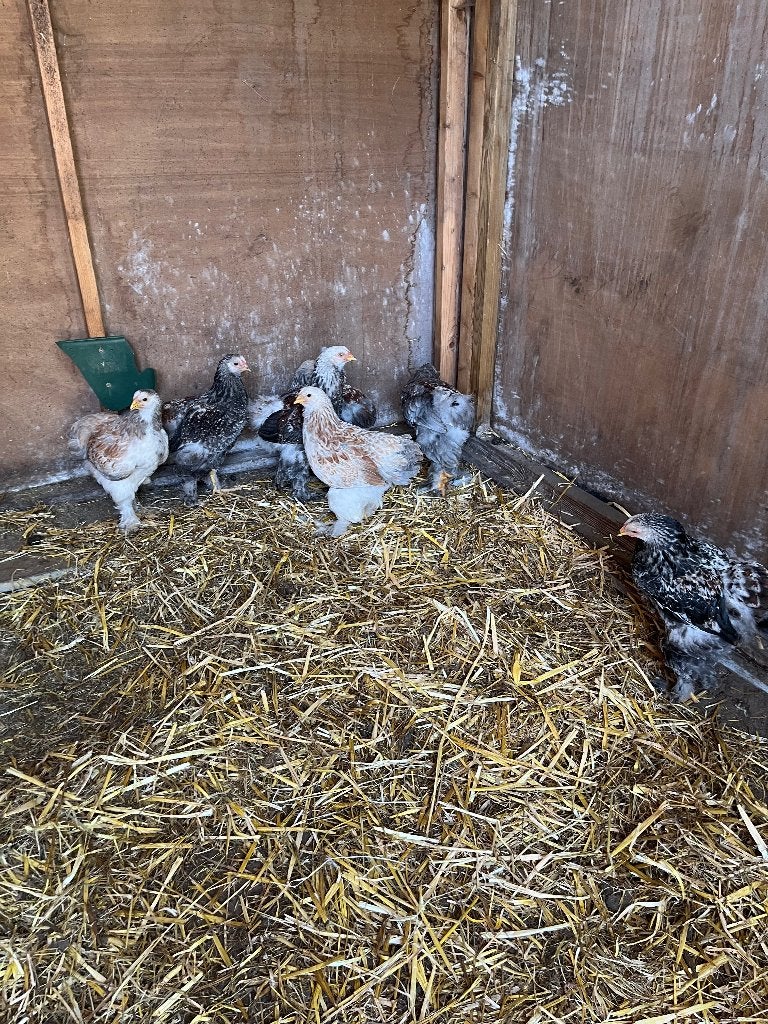 Brahma hanen, Mâle, Poule ou poulet