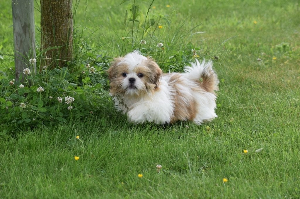 Shih-tzu pups, België, 15 weken tot 1 jaar, Overige rassen, Parvo