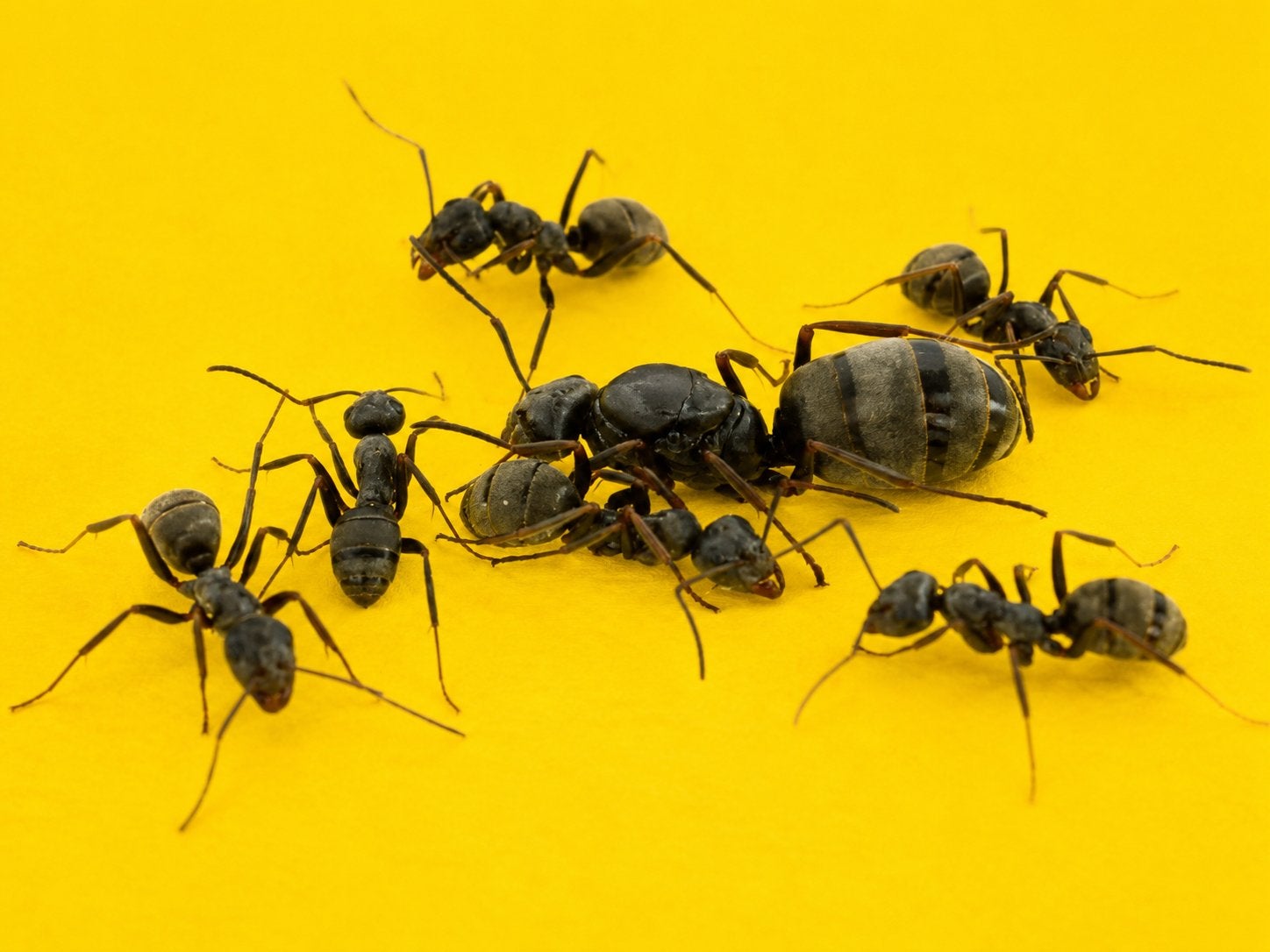 Reine de Formica Cinerea avec 10 à 50 ouvriers, Animaux & Accessoires, Fourmis