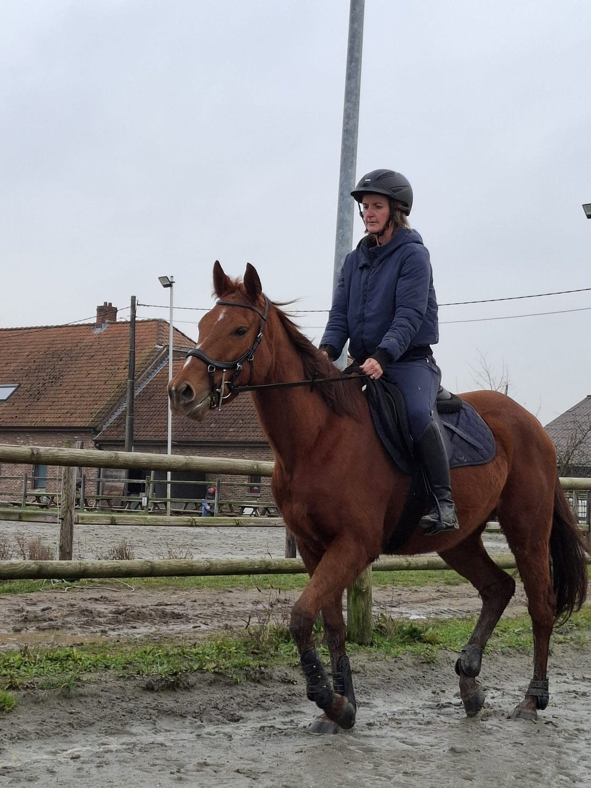 Vos merrie 5 jaar  te koop, Jument