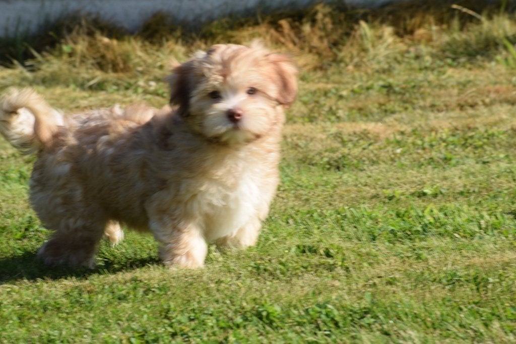 Havanezer pups, België, 15 weken tot 1 jaar, Overige rassen, Parvo