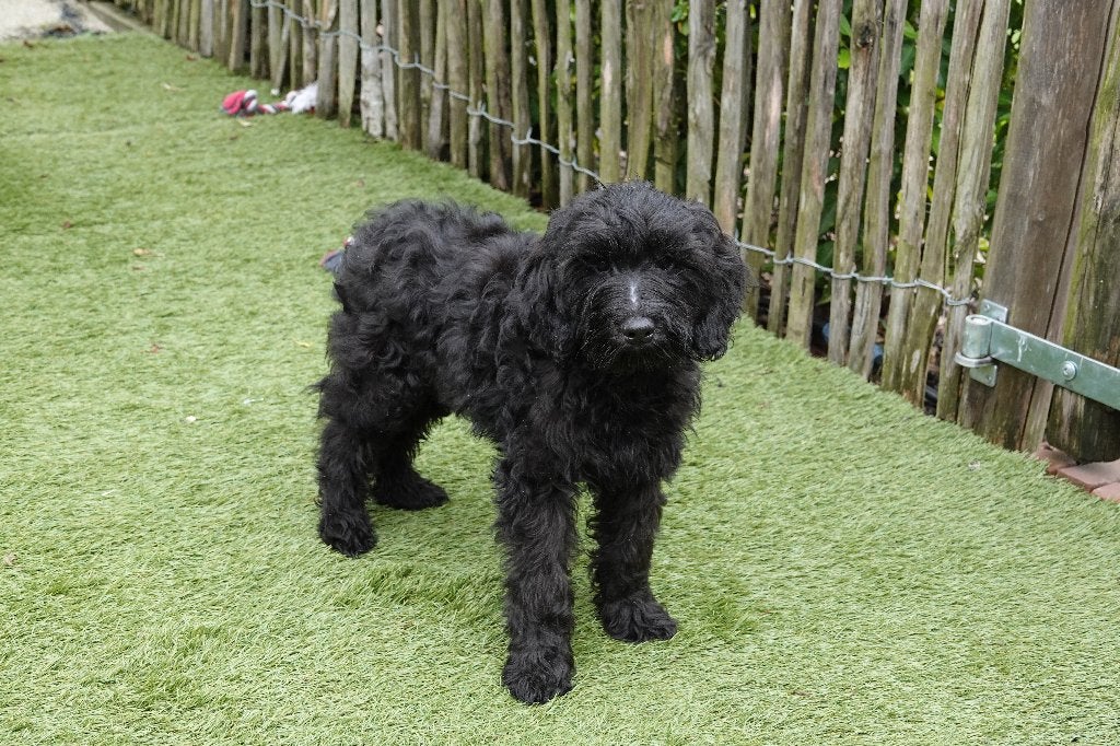 Chiots Mini Labradoodle noirs et chocolat avec pedigree, Maladie de Carré (chiens), Autres races, Plusieurs, Belgique