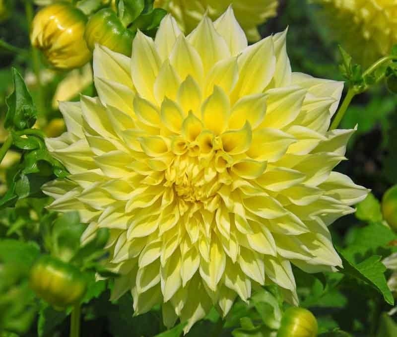 Dahlia Kelvin Floodlight, Jardin & Terrasse, Plantes | Jardin, Plante fixe, Plein soleil, Été, Enlèvement