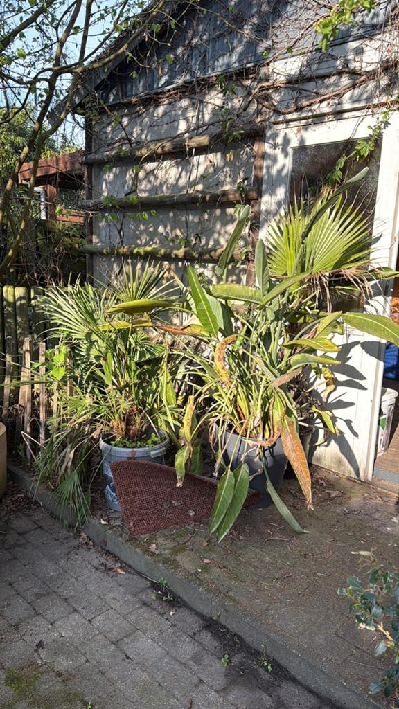 Verscillende palmbomen te koop, Ophalen