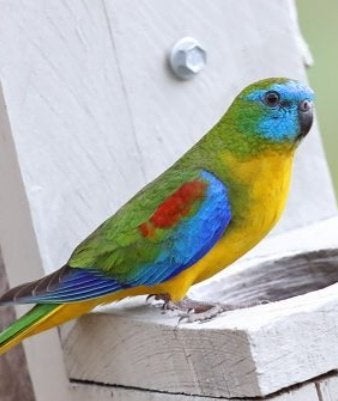 Te koop: Turquoisineparkiet 2026- enkel nog poppen !!!, Dieren en Toebehoren, Vogels | Parkieten en Papegaaien