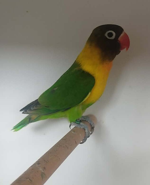 Personata MAN (DNA attest) - wildkleur, Dieren en Toebehoren, Mannelijk, Dwergpapegaai of Agapornis, Geringd