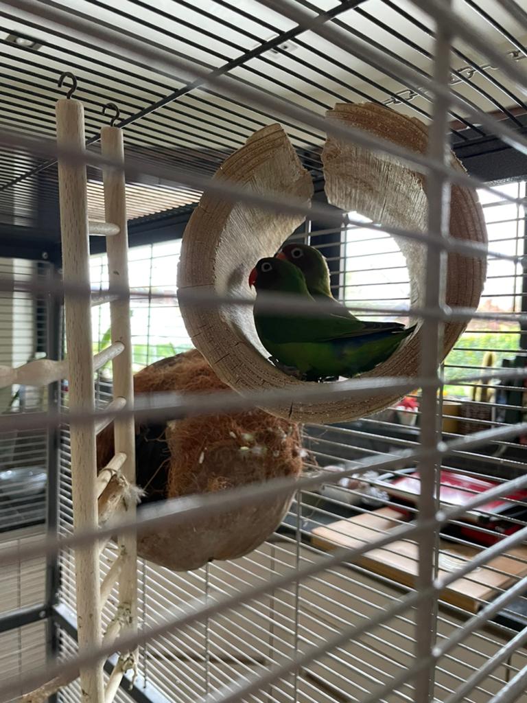 2 agapornis fisherie, Dieren en Toebehoren, Vogels | Parkieten en Papegaaien, Meerdere dieren, Dwergpapegaai of Agapornis