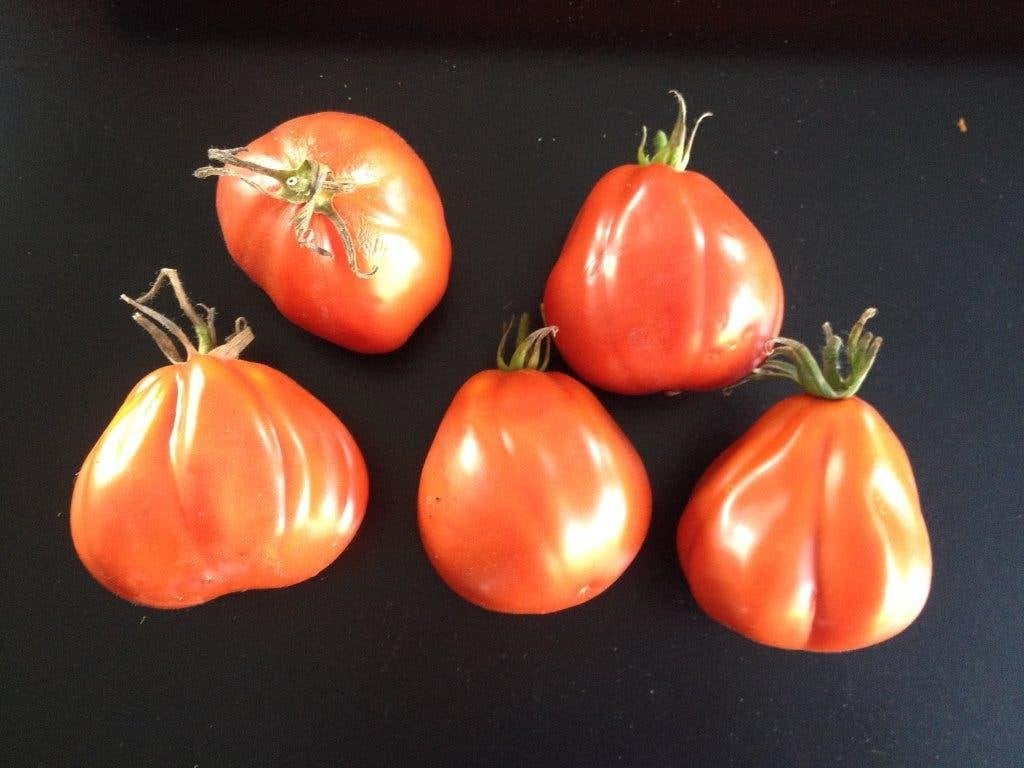 5 zaden buidel tomaat Liguria - biologische teelt, Verzenden, Voorjaar, Zaad