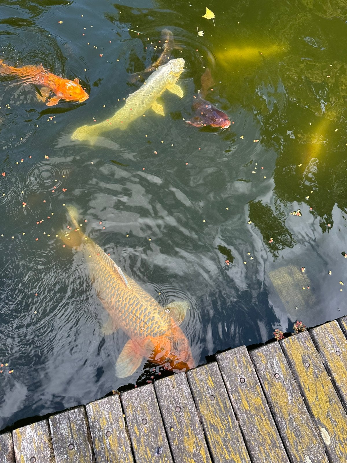 Grote koi’s