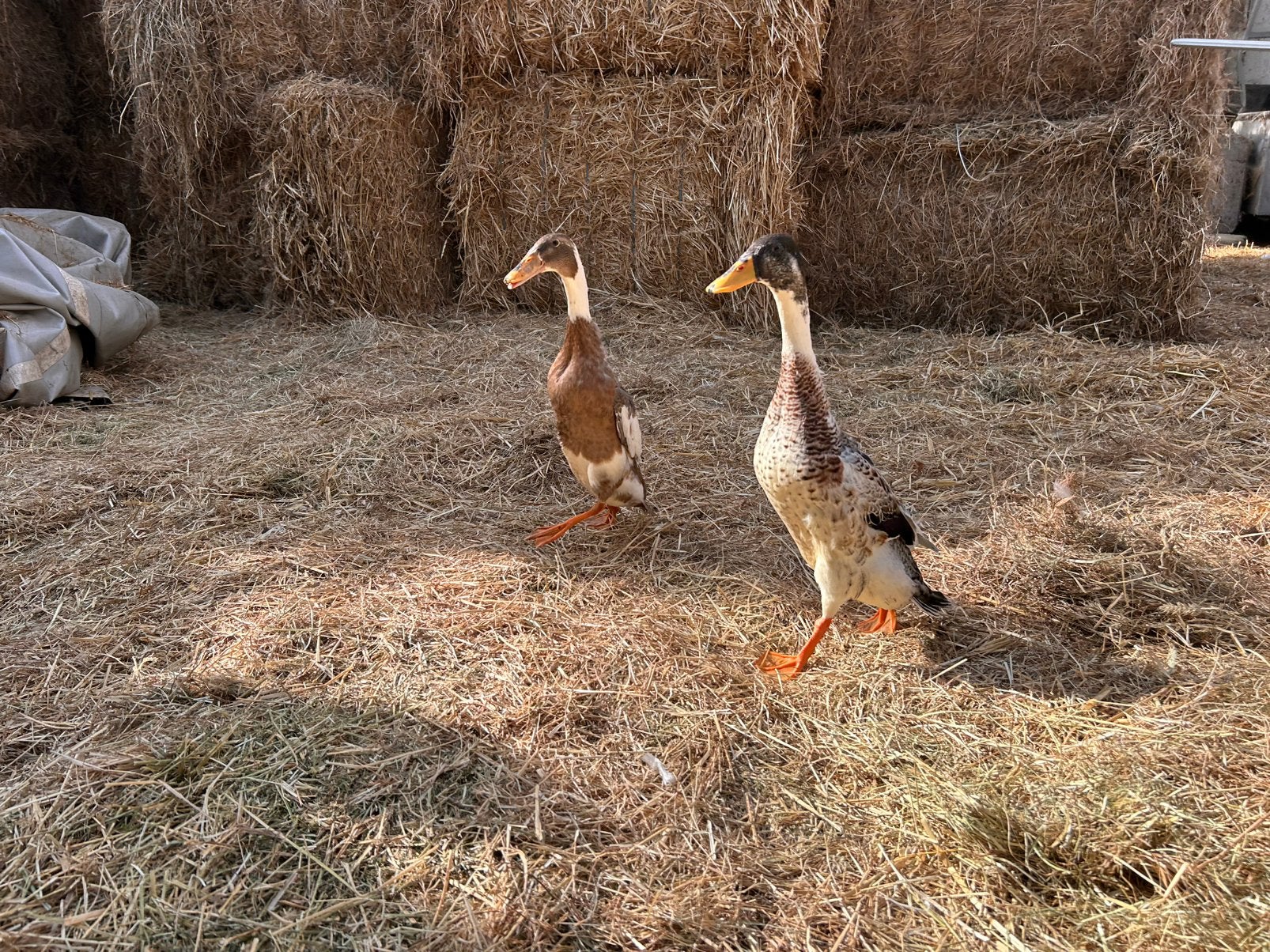 2 koppeltjes loopeenden, Plusieurs animaux, Canard