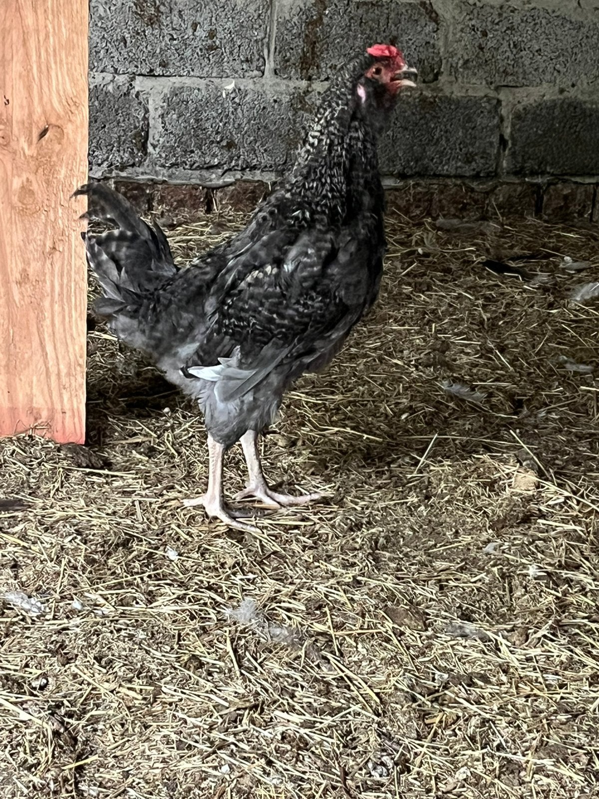 Easter egger haan, Dieren en Toebehoren, Pluimvee, Mannelijk, Kip