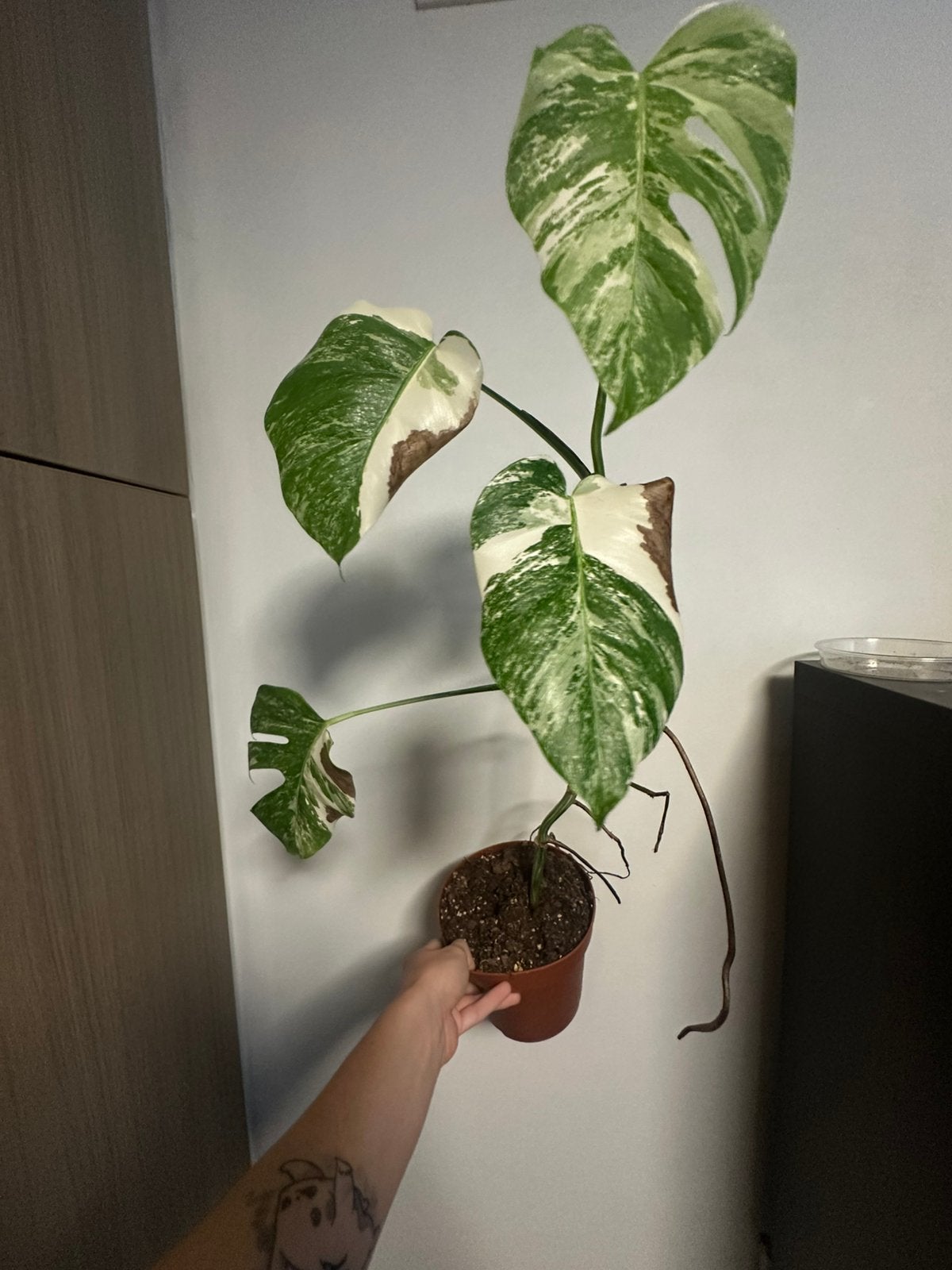 Monstera albo, Enlèvement