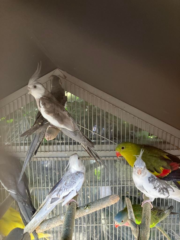 HALF TAMME WITKOP VALKPARKIETEN VANAF 60 EURO/VOGEL, Dieren en Toebehoren, Meerdere dieren, Parkiet, Tam