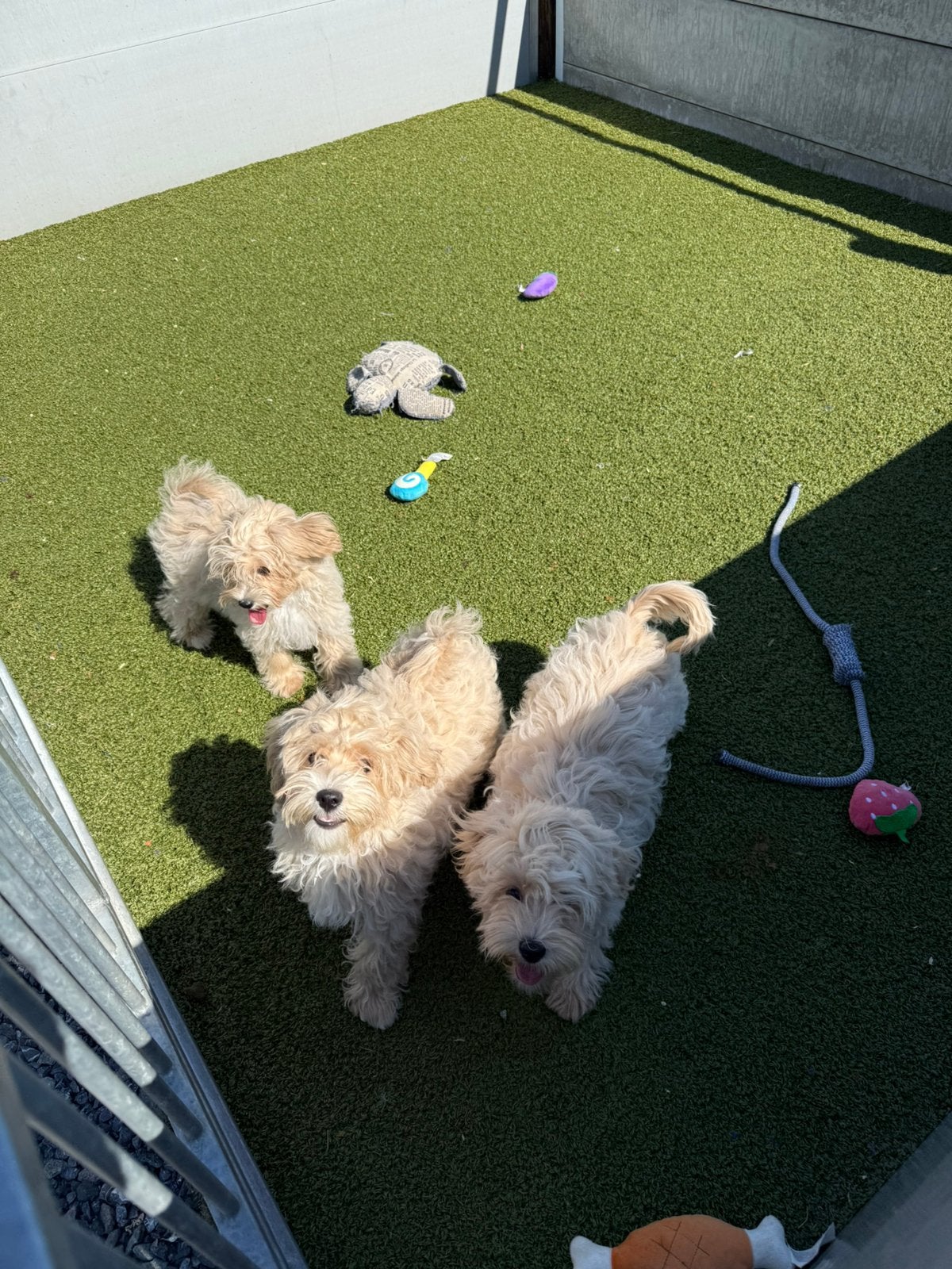 Lieve maltipoo pups, 15 semaines à 1 an, Chien (mâle), Maladie de Carré (chiens), Autres races