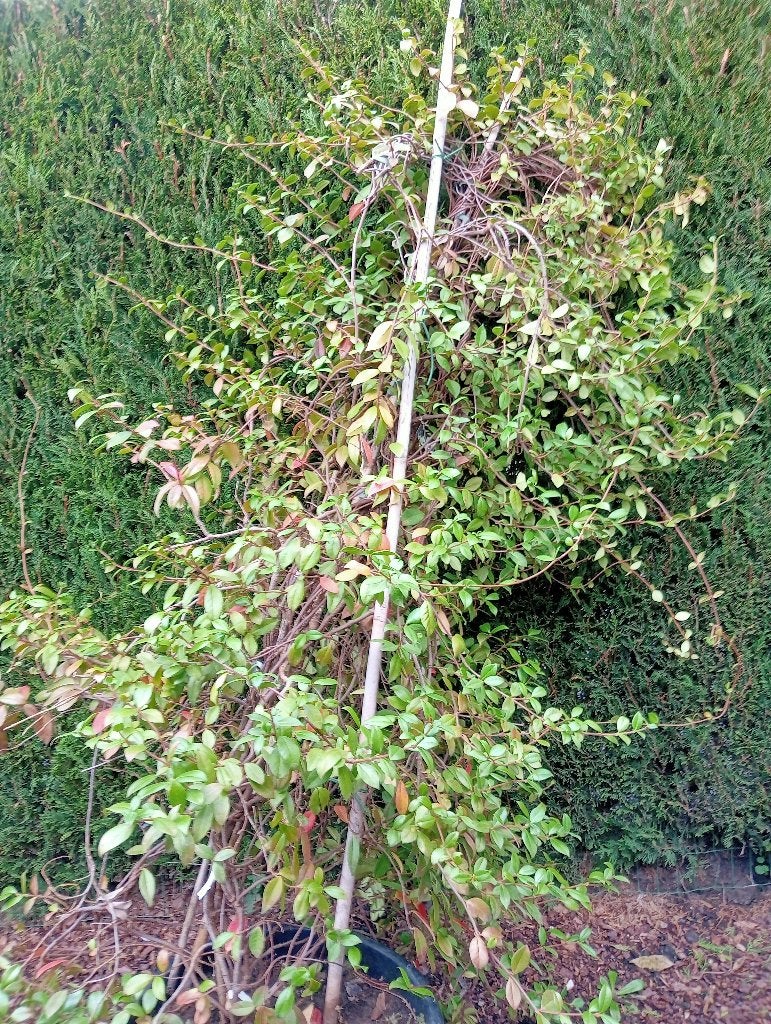 Toscaanse Jasmijn, Tuin en Terras, Overige soorten, 100 tot 250 cm, Zomer, Ophalen