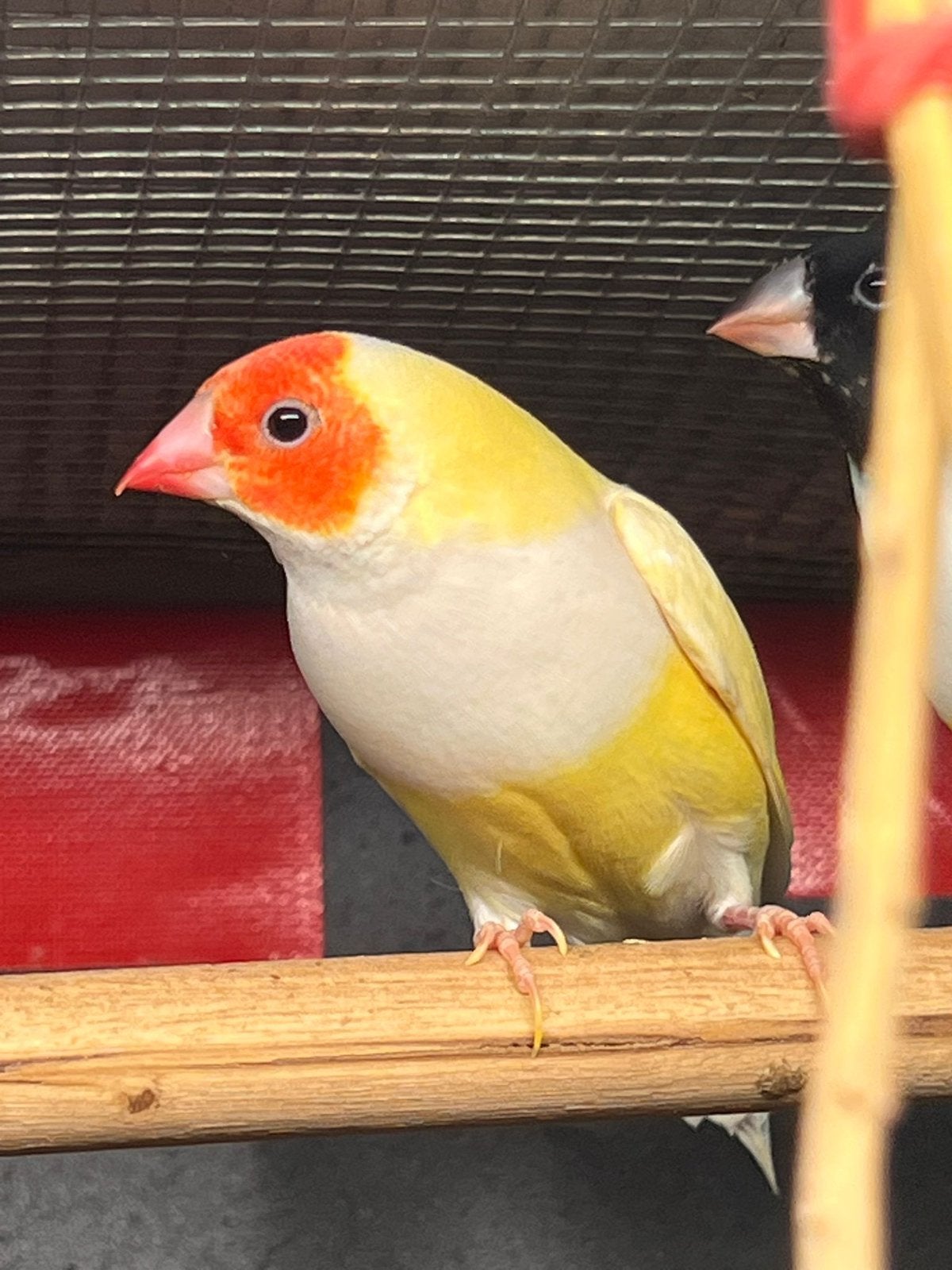 Vendre diamants gould