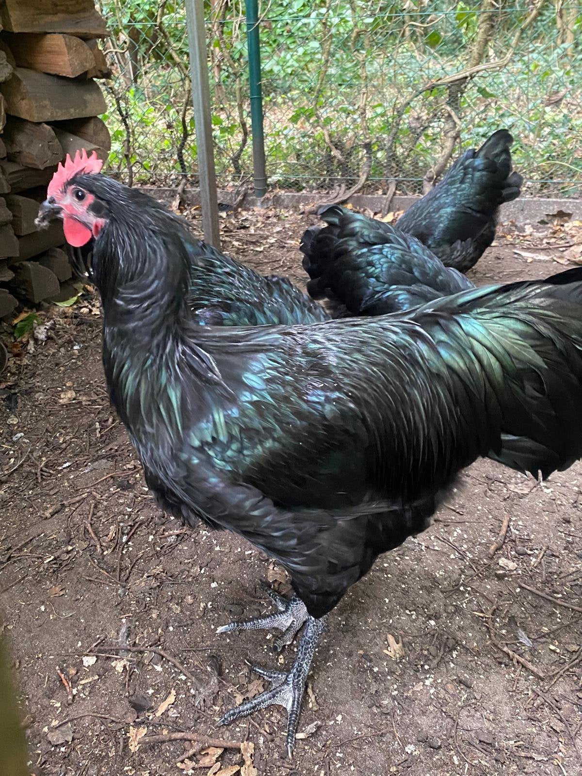 Australorp hanen, Dieren en Toebehoren, Mannelijk