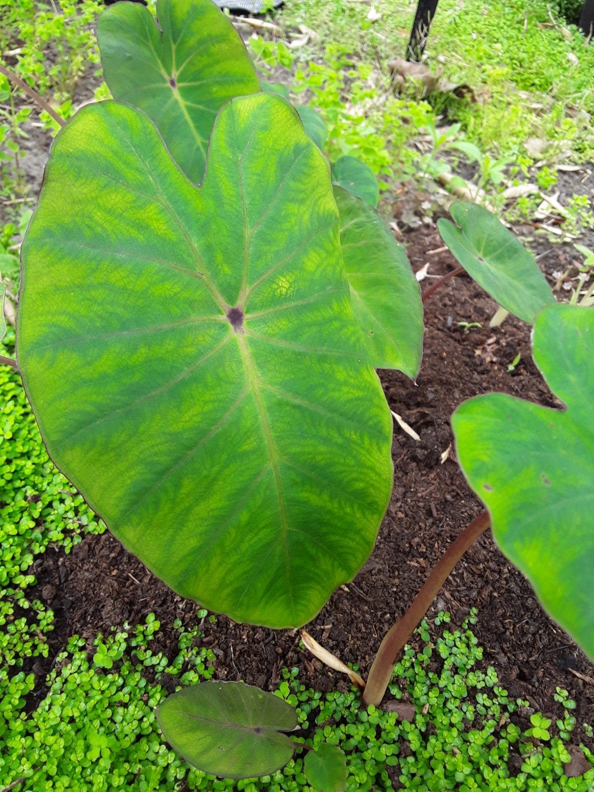 Colocasia pink china, Ophalen