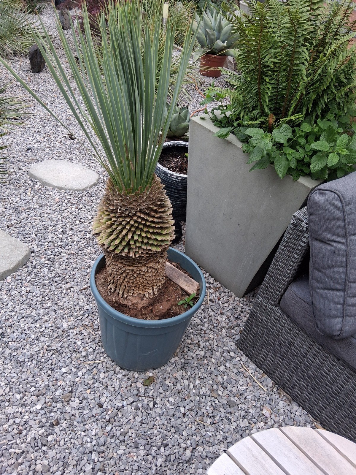 Yucca, Ophalen
