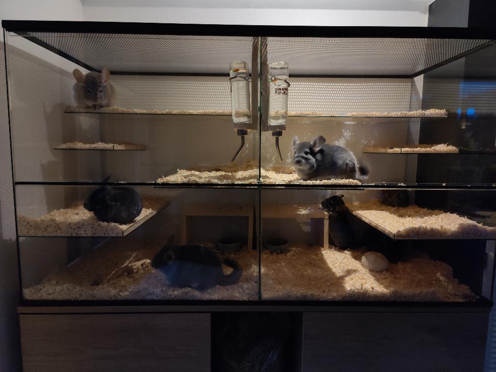 Glazen divider voor gerbilarium 2 delen, Dieren en Toebehoren, Knaagdieren en Konijnen | Hokken en Kooien, Minder dan 60 cm, Overige typen