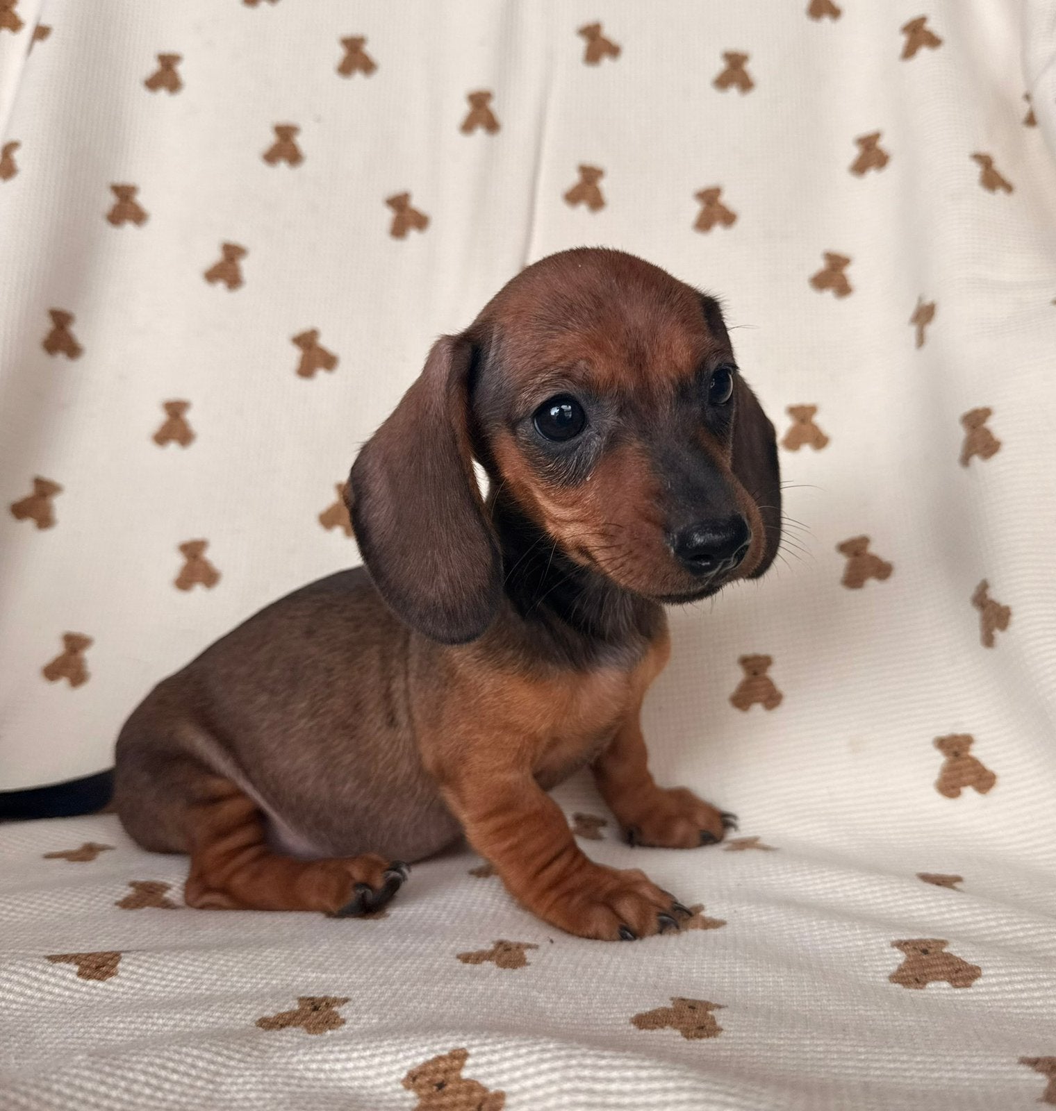 Kaninchen teckel pups, Dieren en Toebehoren, Honden | Teckels en Dashonden, Kaninchen, België, CDV (hondenziekte), 8 tot 15 weken