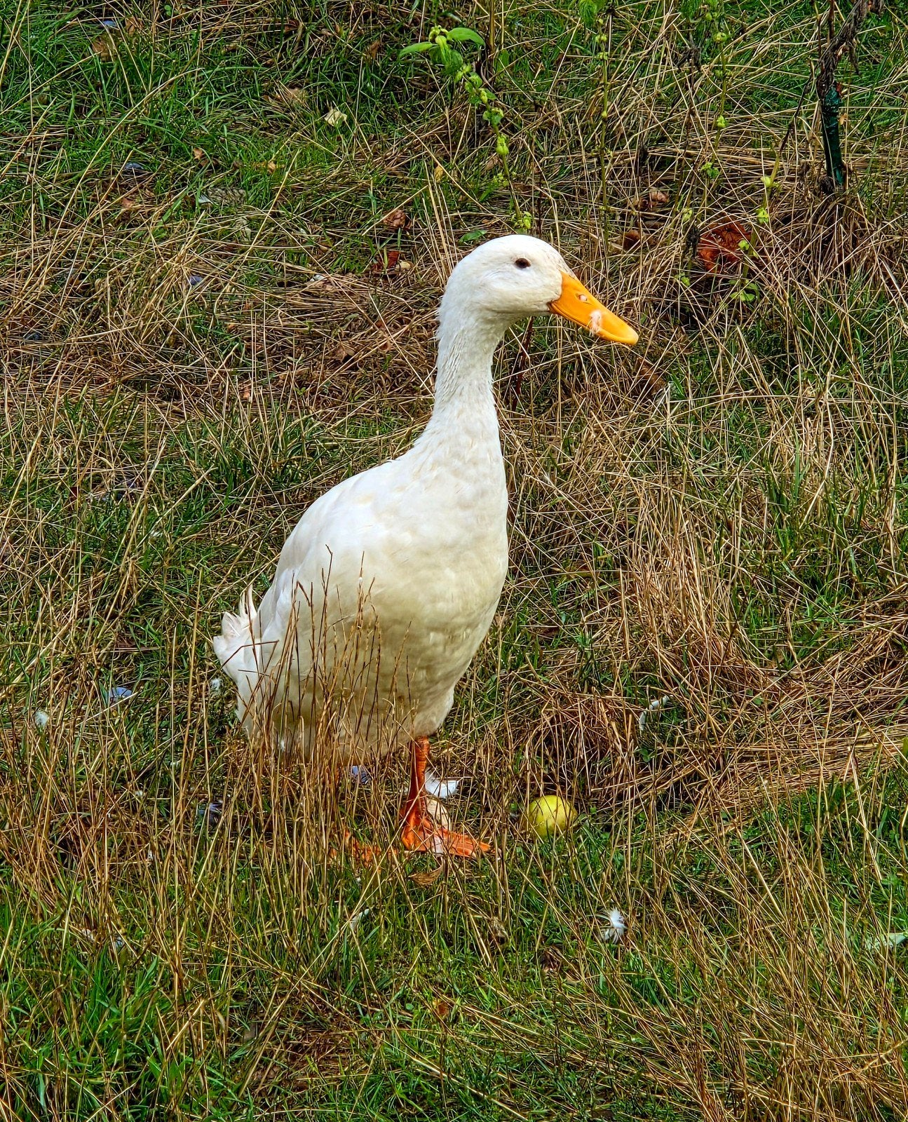 Witte Indische Loopeend, Dieren en Toebehoren, Pluimvee