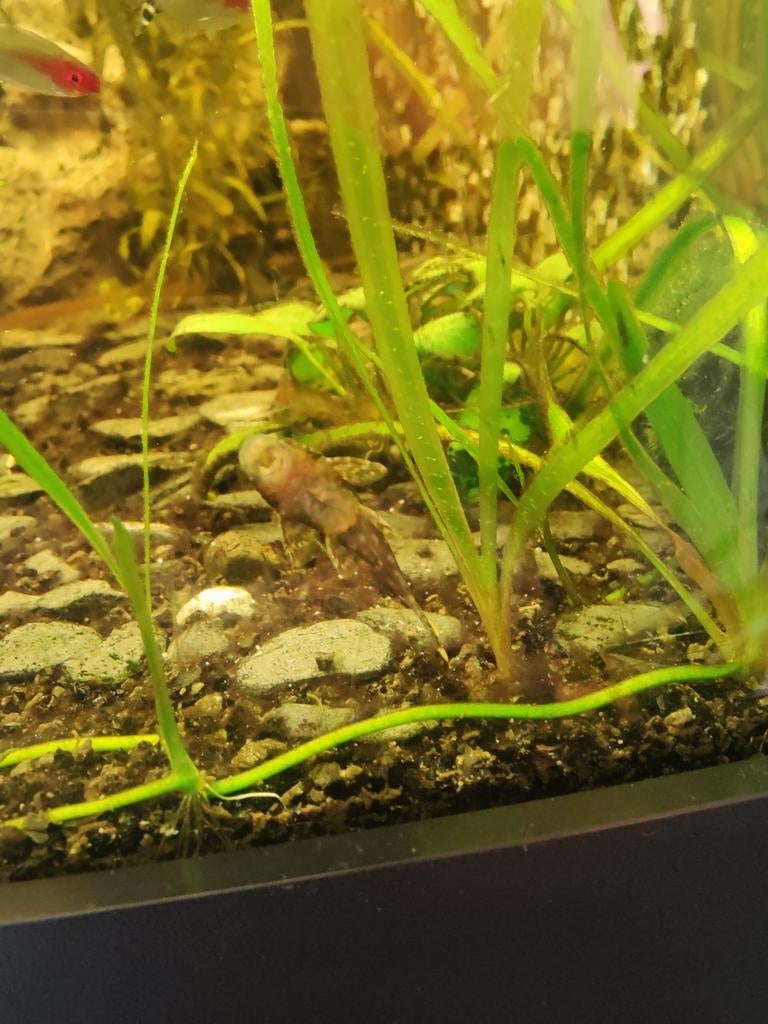 Ancistrussen 3-4cm, Vis, Zoetwatervis