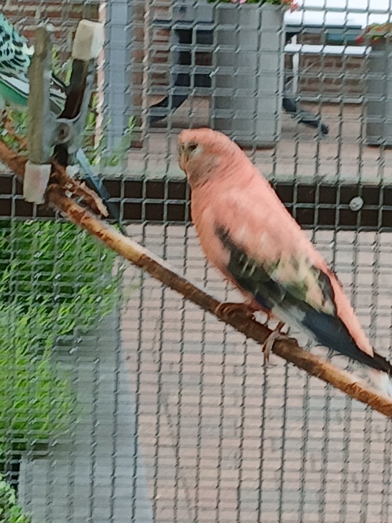 Bourke koppel, Meerdere dieren, Parkiet, Geringd