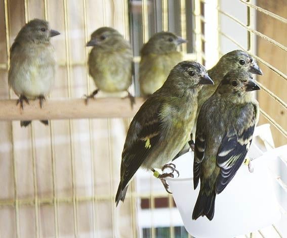 Reserveer nu: jonge zwartkopsijsjes ek 2026, Dieren en Toebehoren, Vogels | Kanaries