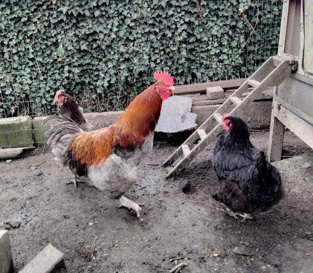 trio marans kippen, Dieren en Toebehoren, Pluimvee, Kip, Meerdere dieren