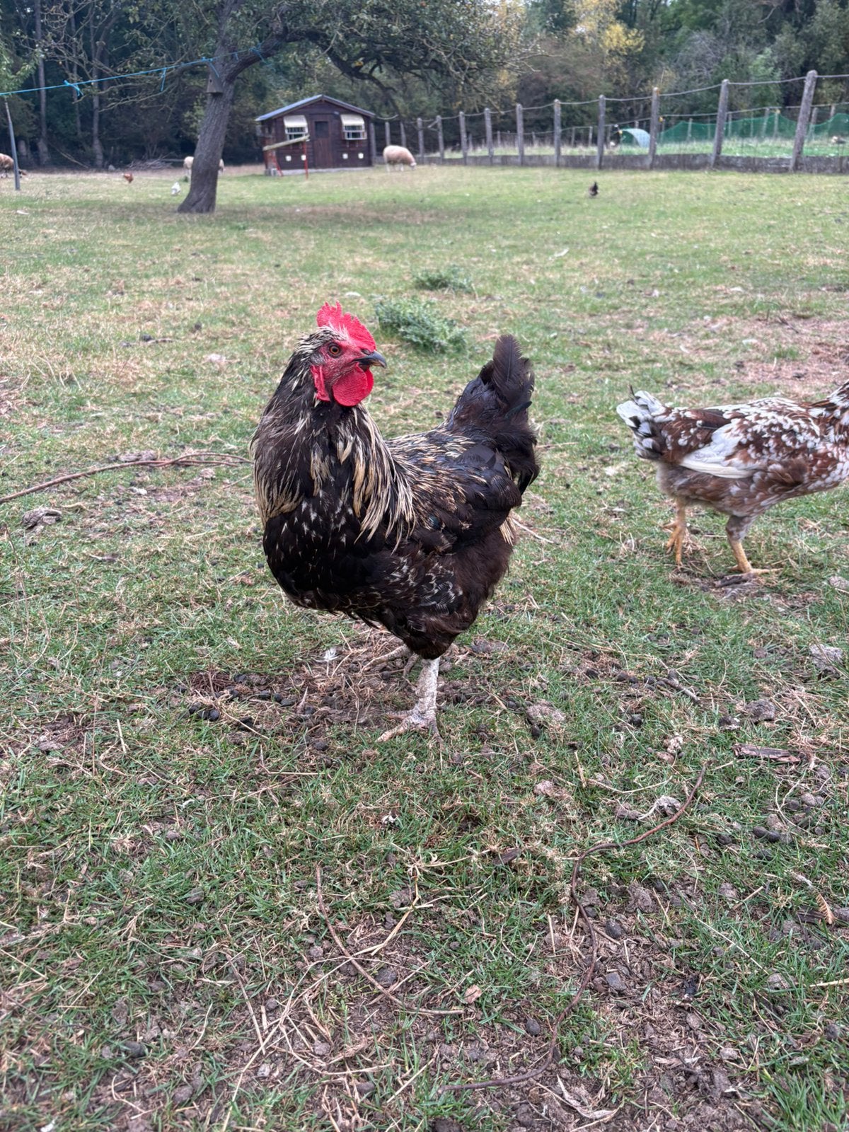 Haan, Mâle, Poule ou poulet