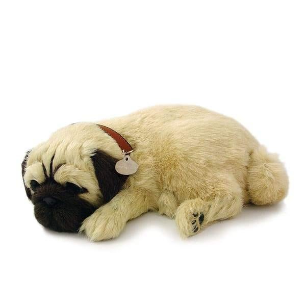 Schattige mopshond ademt 'echt', Ophalen of Verzenden, Nieuw, Hond