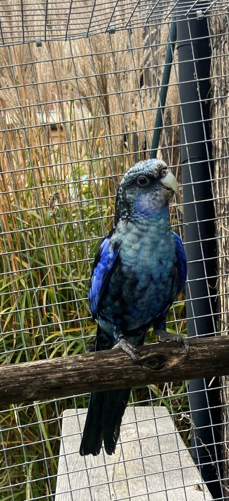 Mooi mutatiekoppel rosselas, Meerdere dieren, Parkiet, Geringd