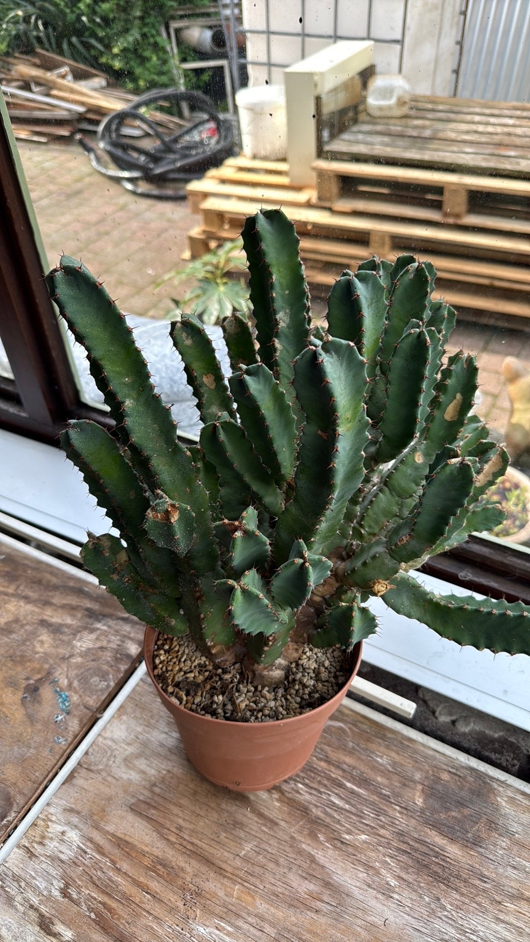 Euphorbia resinfera, Enlèvement, Plein soleil