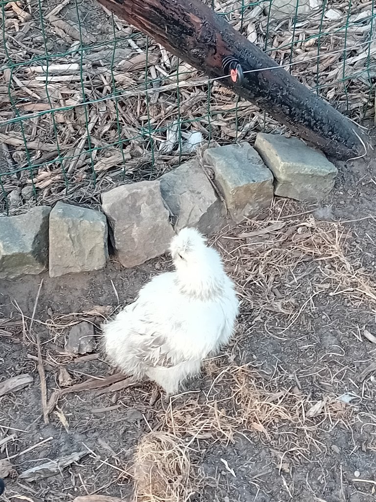 Zijdehoen, Meerdere dieren, Kip