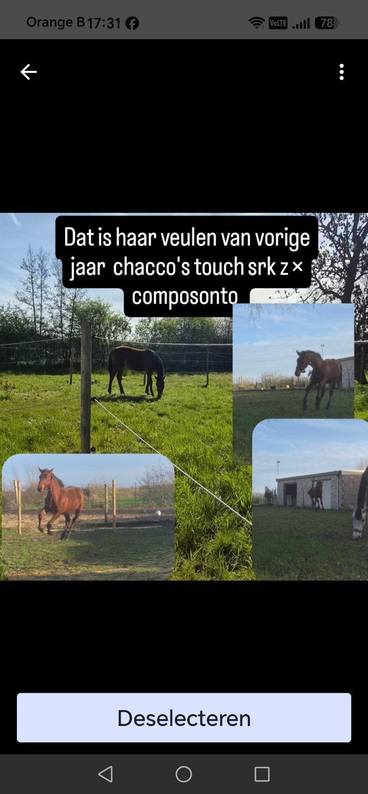 spring gefokte merrie, Merrie, Springpaard, Z, 0 tot 2 jaar