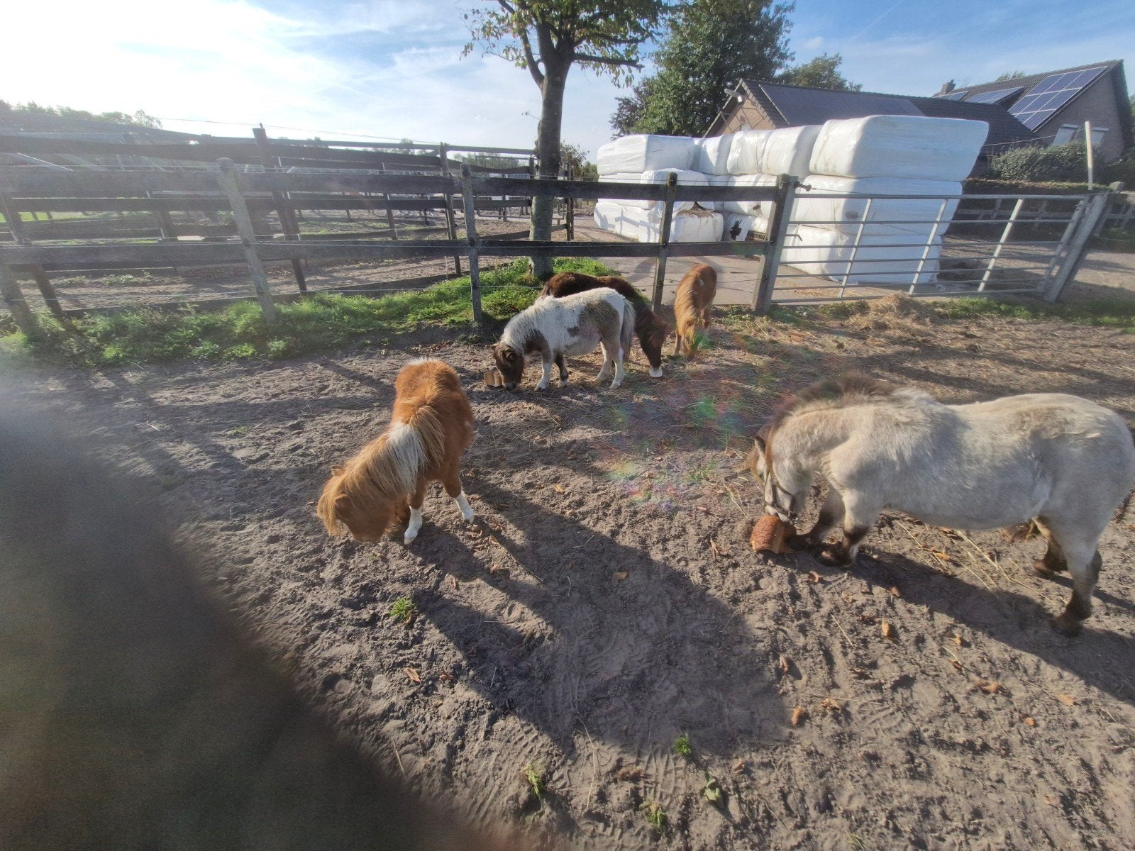 mini veulens, Meerdere dieren, A pony (tot 1.17m)