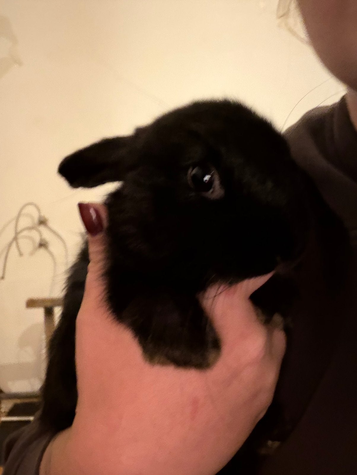 Jonge kleurdwerg konijntje m, Dieren en Toebehoren, Mannelijk, Dwerg, 0 tot 2 jaar