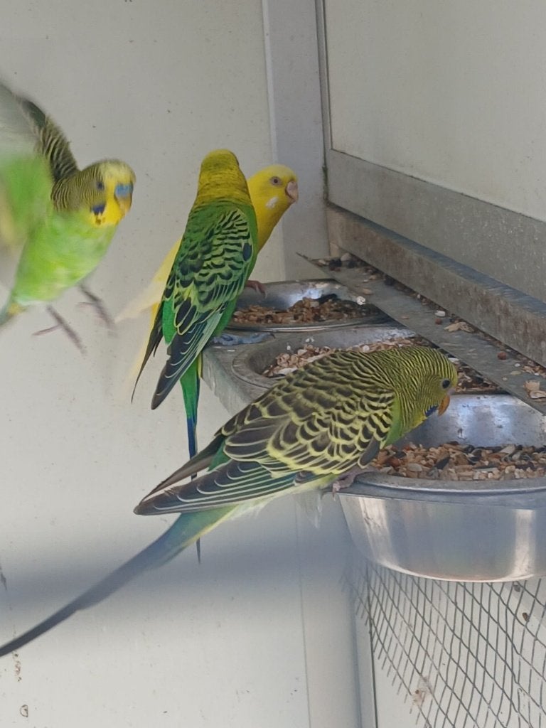 Perruche, Animaux & Accessoires, Oiseaux | Perruches & Perroquets, Plusieurs animaux, Perruche